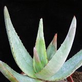 Aloe wickensii ©JLcoll.388.jpg